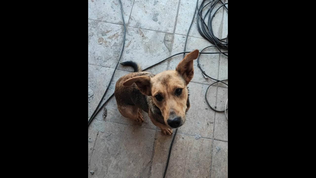 Cachorra Bolinha desapareceu no bairro Pioneiros Catarinenses Cachorra Bolinha desapareceu no bairro Pioneiros Catarinenses