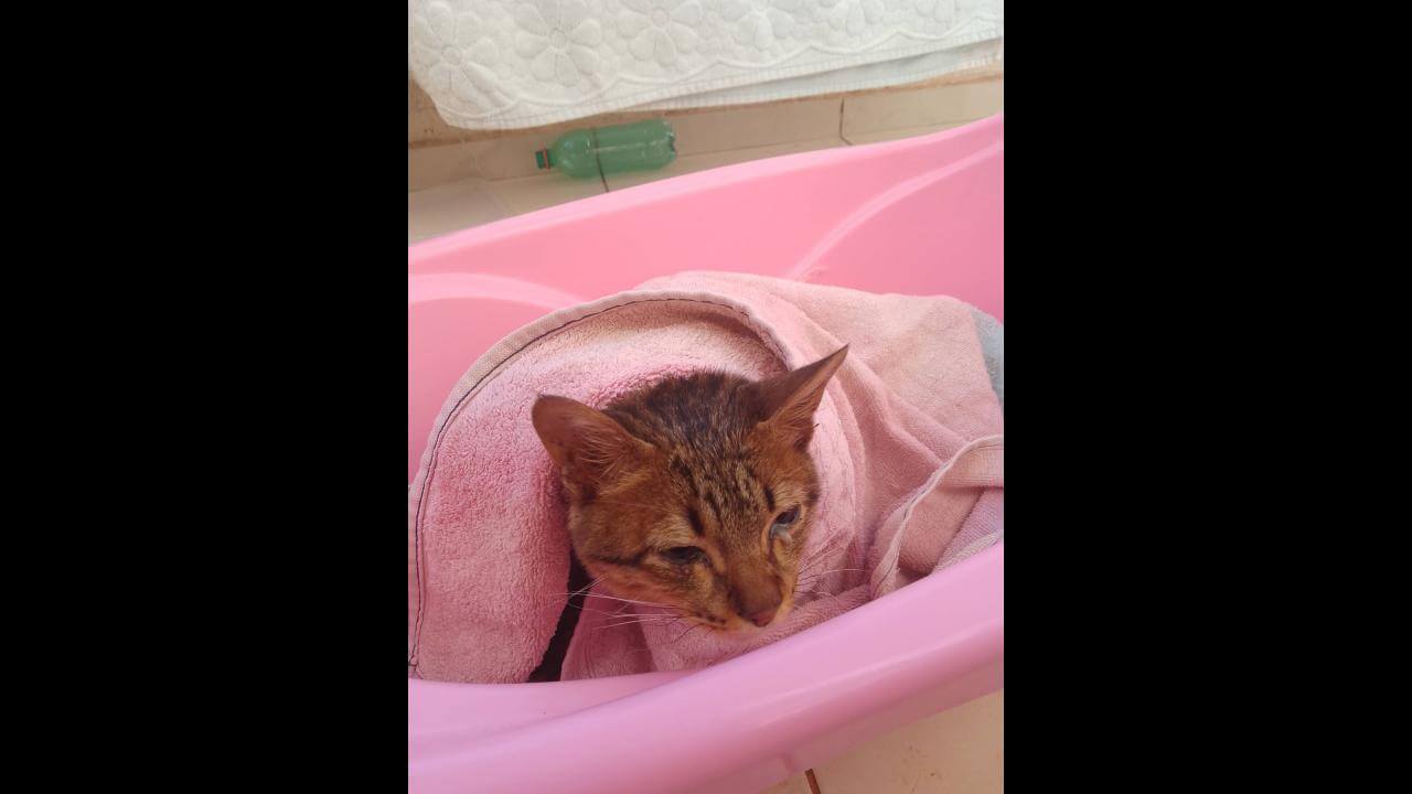 Gato é encontrado no bairro Neva