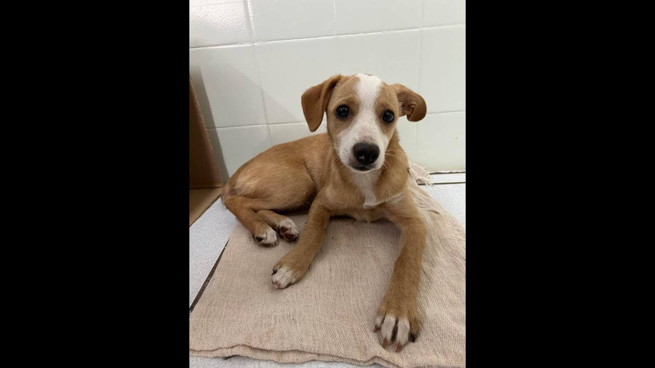 Cachorra é encontrada no bairro Alto Alegre