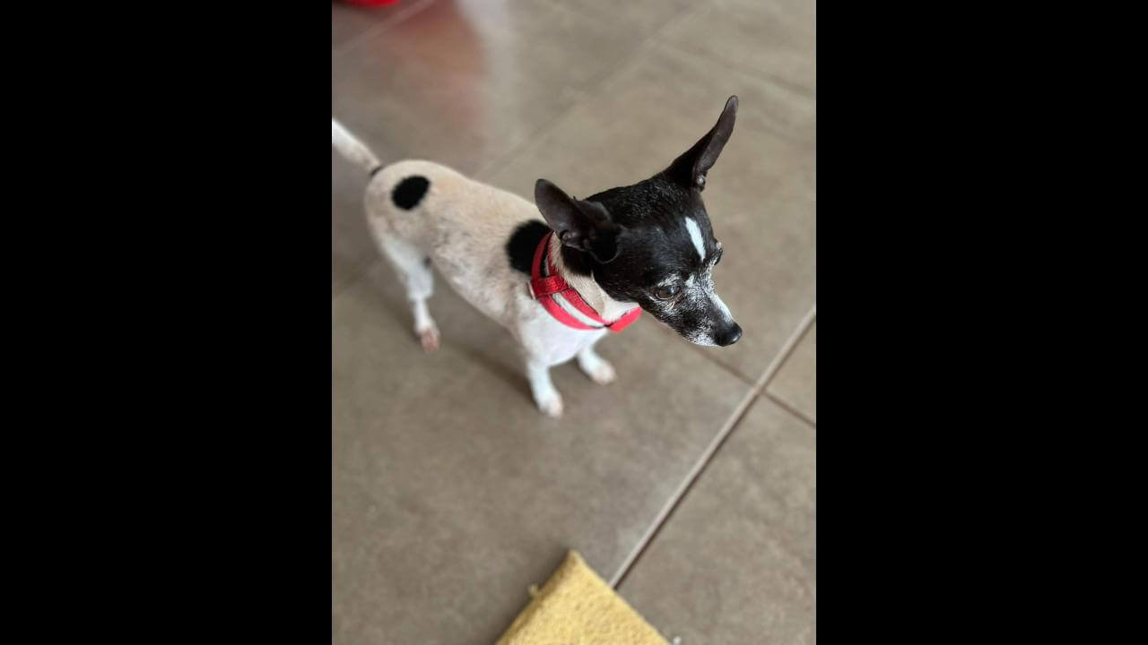 Cachorro é encontrado no bairro Periolo