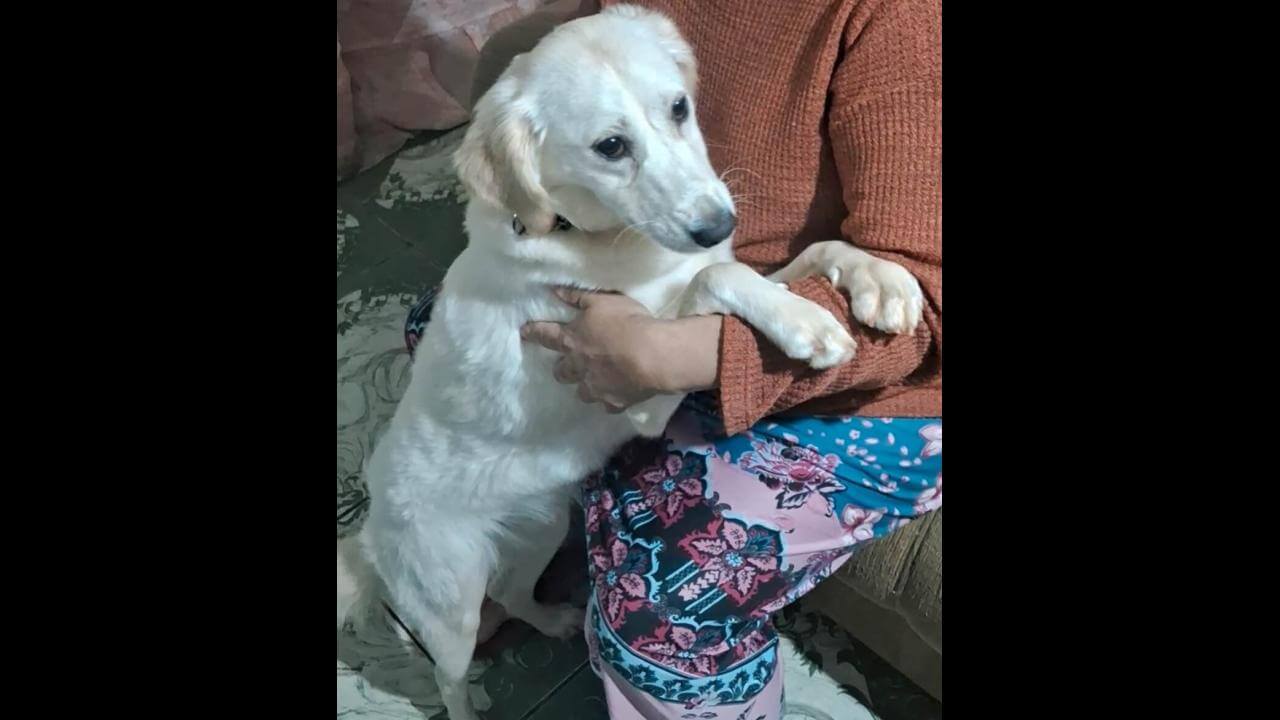 Cachorra Sol desapareceu no bairro Claudete