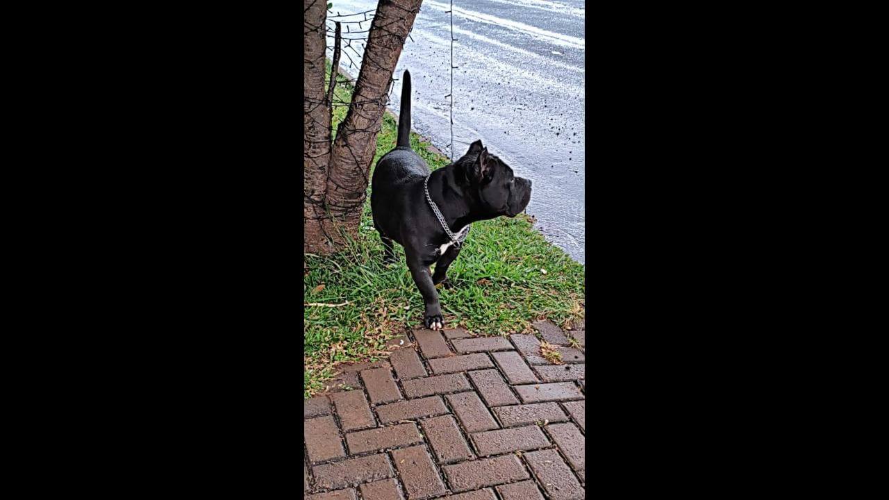 Cachorro é encontrado no bairro Belmonte