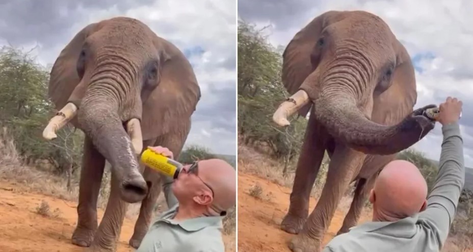 Turista causa indignação ao despejar cerveja na tromba de elefante Turista causa indignação ao despejar cerveja na tromba de elefante
