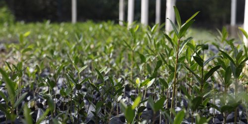 UFRJ propõe “Re-Amazonizar o Brasil” no Festival do Conhecimento 2025 Imagem referente a UFRJ propõe “Re-Amazonizar o Brasil” no Festival do Conhecimento 2025