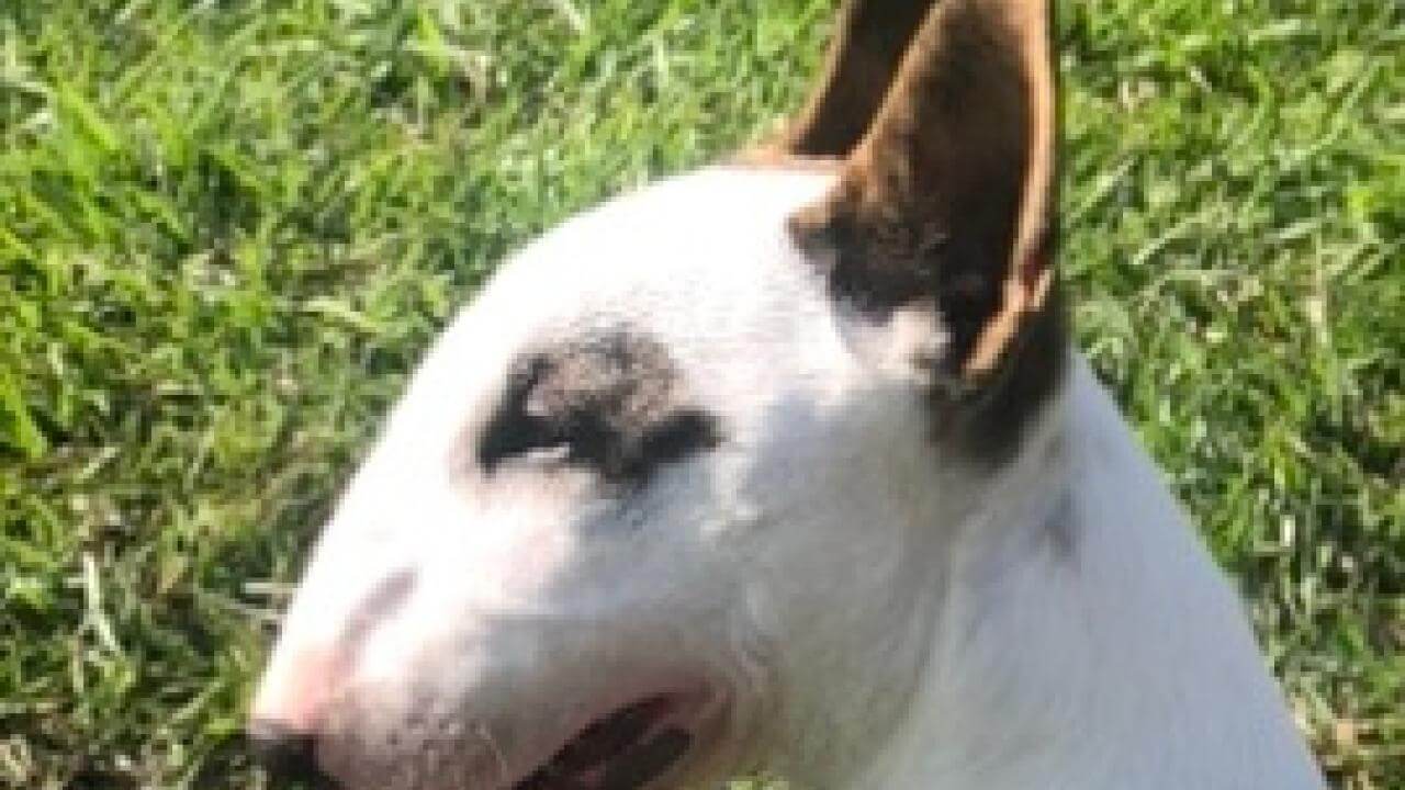 Cachorro Spyke (recém operado e debilitado) desapareceu no bairro São Cristóvão