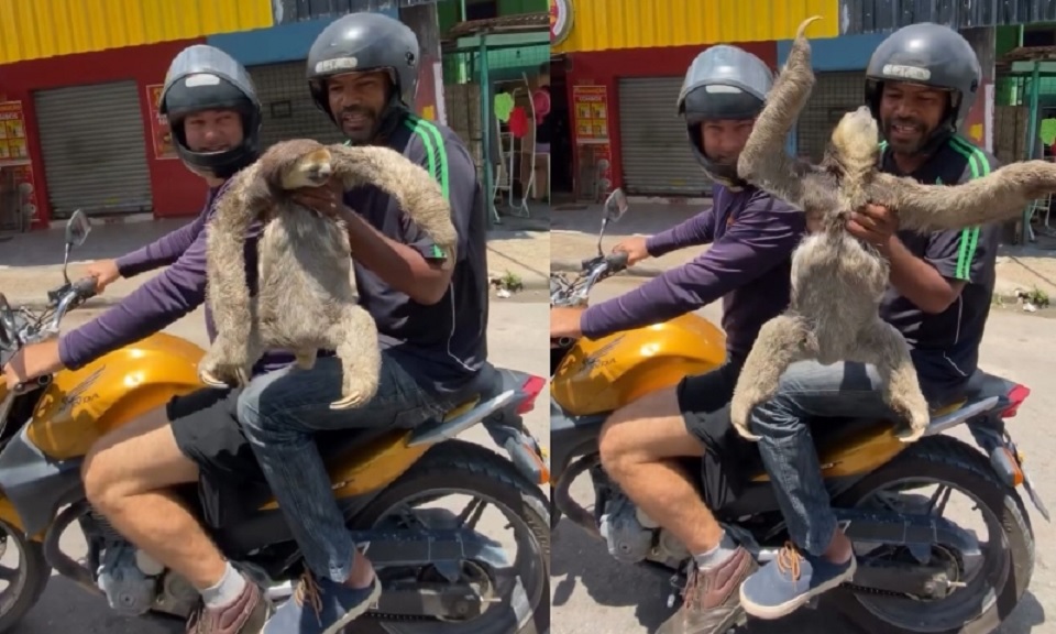 Bicho-preguiça é resgatado por moradores nesta segunda-feira (1º)