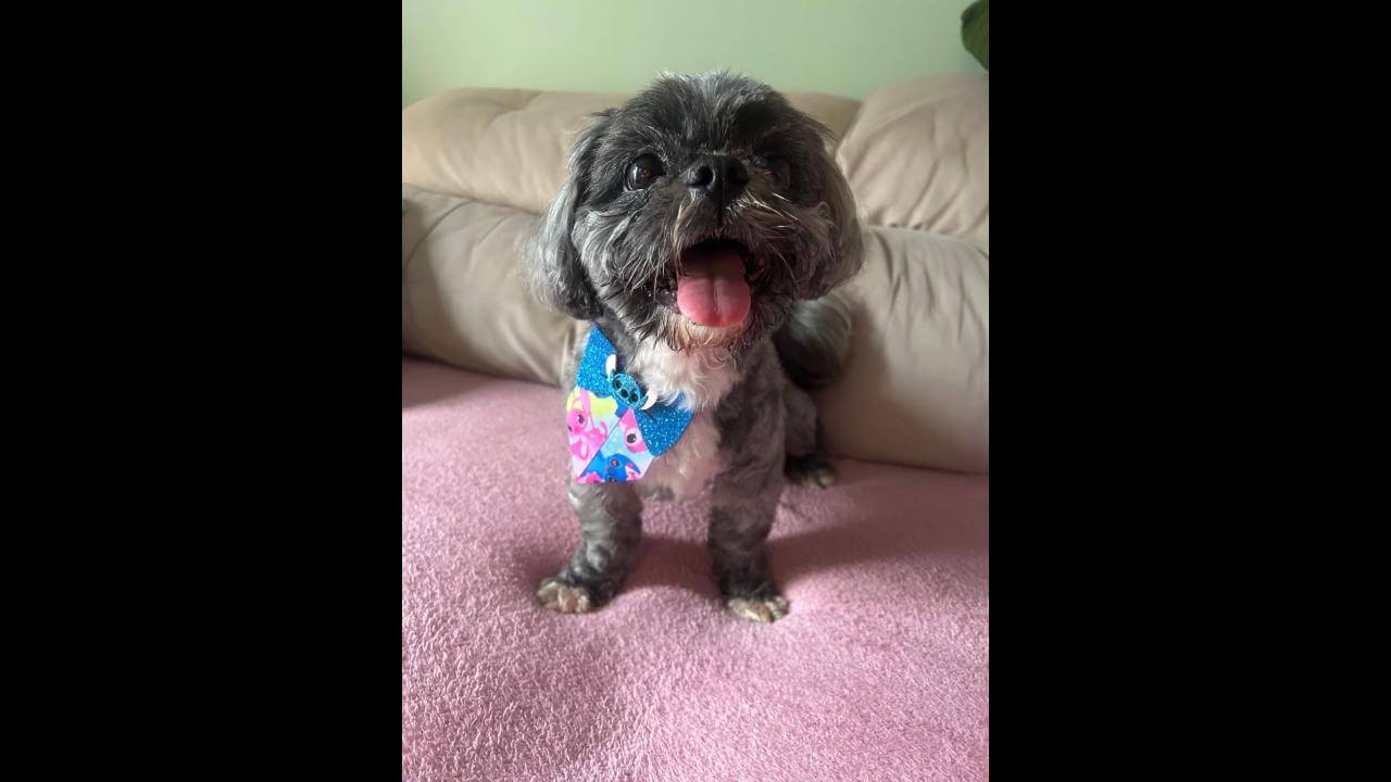 Cachorro é encontrado no bairro Brasmadeira
