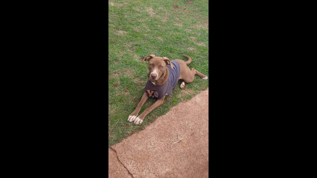 Cachorra Medusa e Luna desapareceram no bairro Brasmadeira