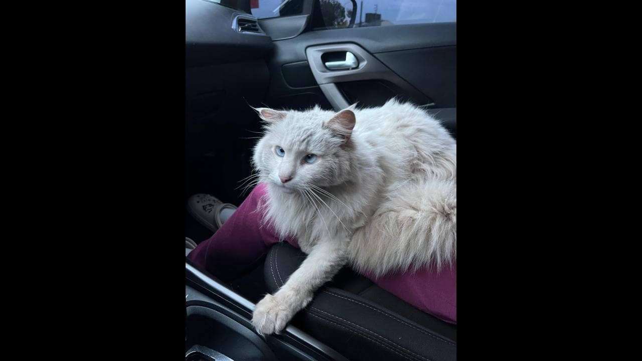 Gato é encontrado no bairro Fag