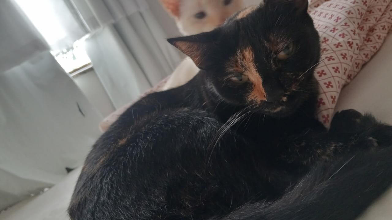 Gata Juju desapareceu no bairro Centro Gata Juju desapareceu no bairro Centro