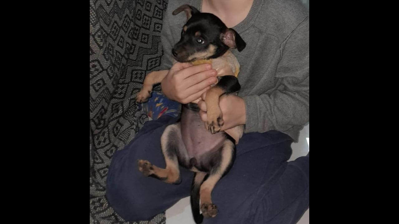 Cachorra Amora desapareceu no bairro Santa Felicidade