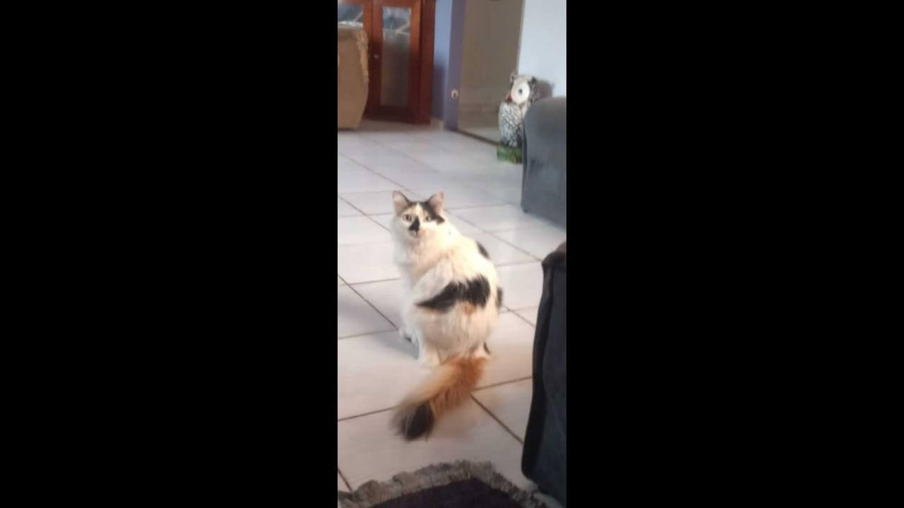 Gata Angélica desapareceu no bairro Esmeralda