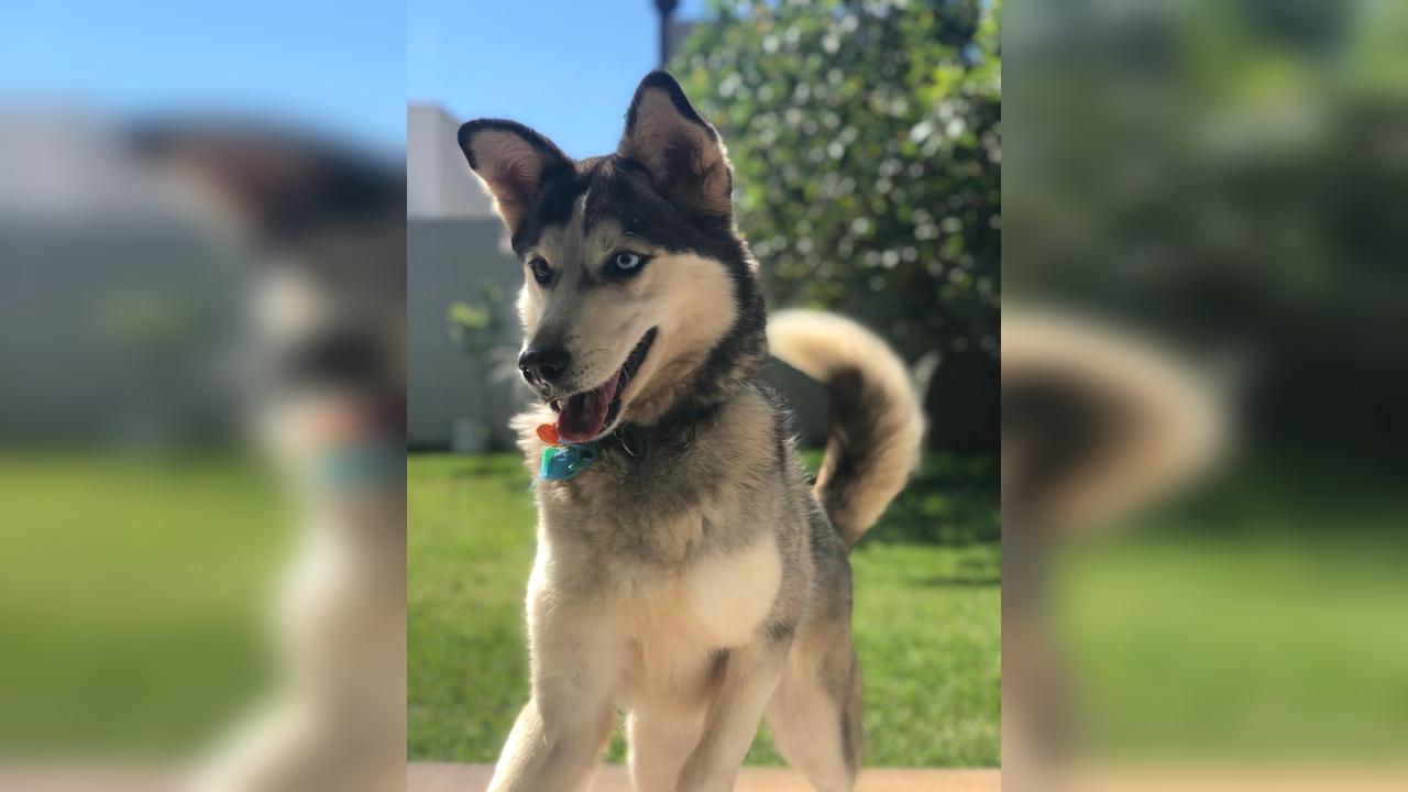 Husky Siberiana fêmea foge no bairro Alto Alegre, em Cascavel