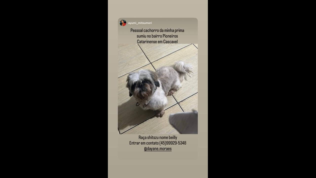 Cachorro Beilly desapareceu no bairro Pioneiros Catarinenses
