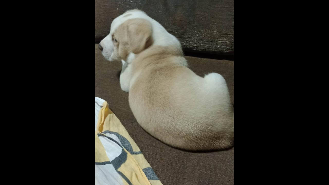 Cachorro Bob desapareceu no bairro Interlagos
