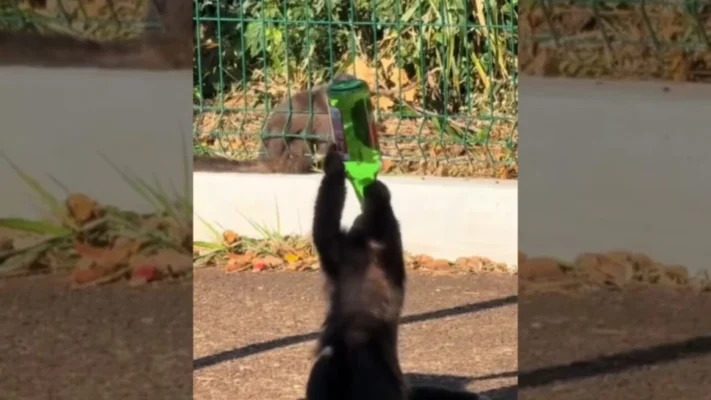 Macaquinho ‘pinguço’? Vídeo flagra animal com garrafa de vinho
