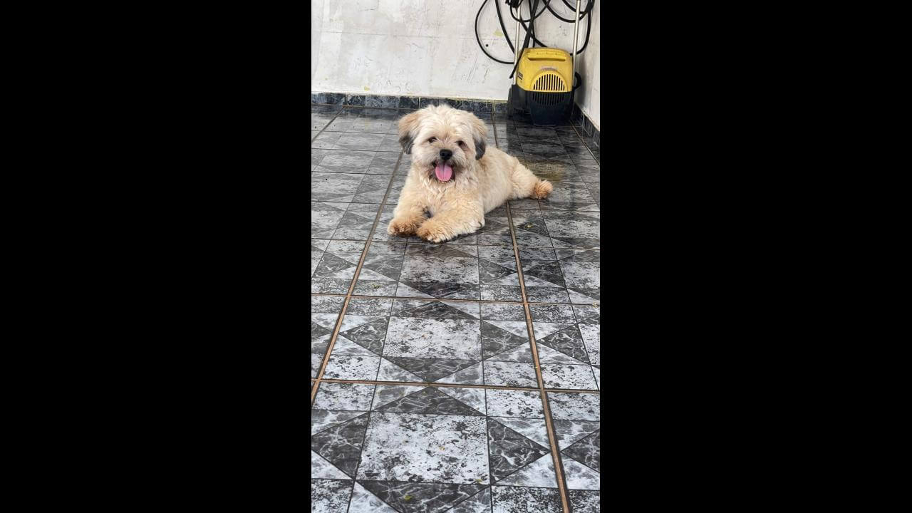 Cachorro é encontrado no bairro Brasília