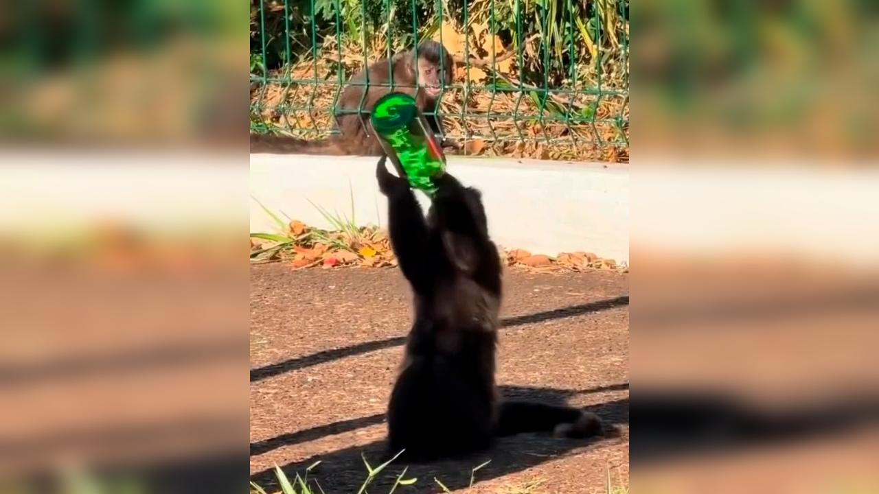 Macaquinho é flagrado com garrafa de chopp de vinho em parque de Maringá