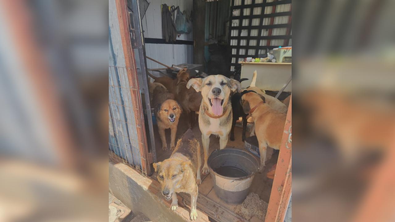 Após denúncia, morador do Bairro Floresta fala sobre a importância de acolher e cuidar dos animais de rua
