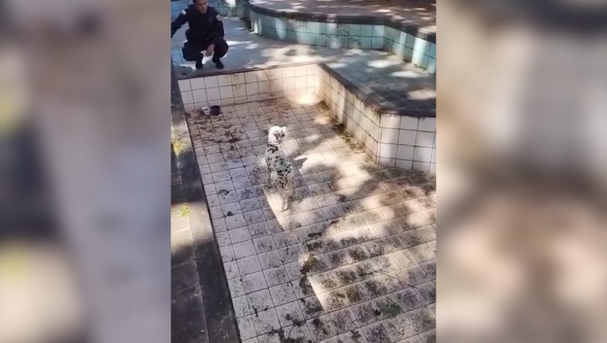 Após denúncia anônima, Guarda Civil Municipal resgata cachorro abandonado em piscina vazia