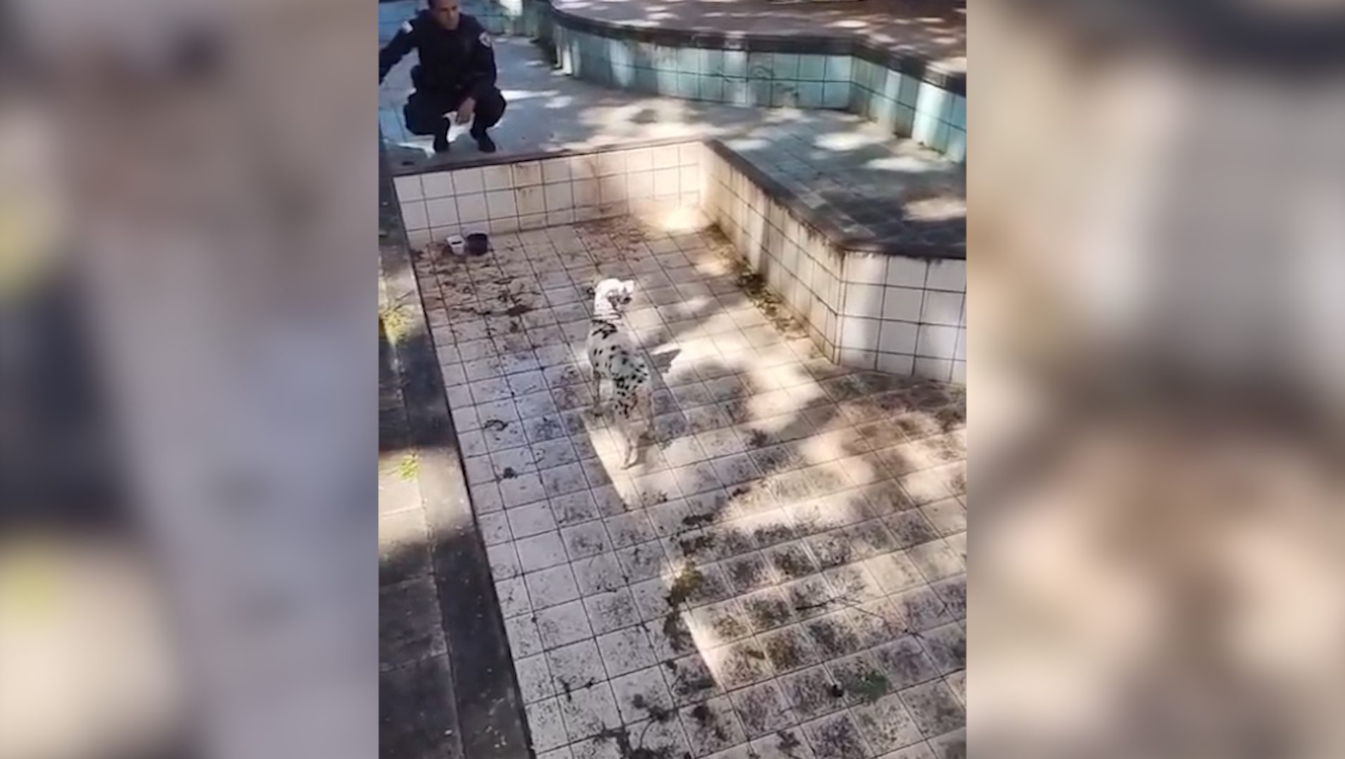 Após denúncia anônima, Guarda Civil Municipal resgata cachorro abandonado em piscina vazia