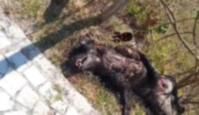 Lobisomem? Animal desconhecido é encontrado morto após ataque na madrugada