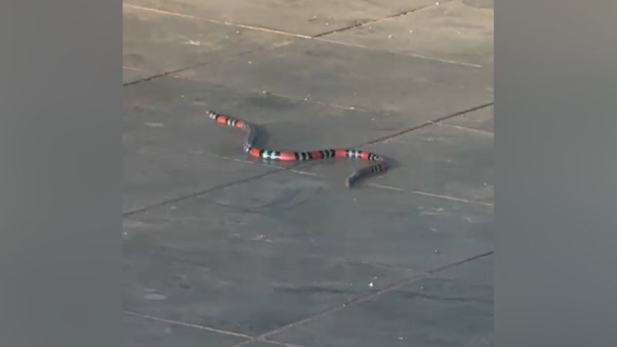 Bombeiros são acionados após surgimento de cobra coral no Recanto Tropical