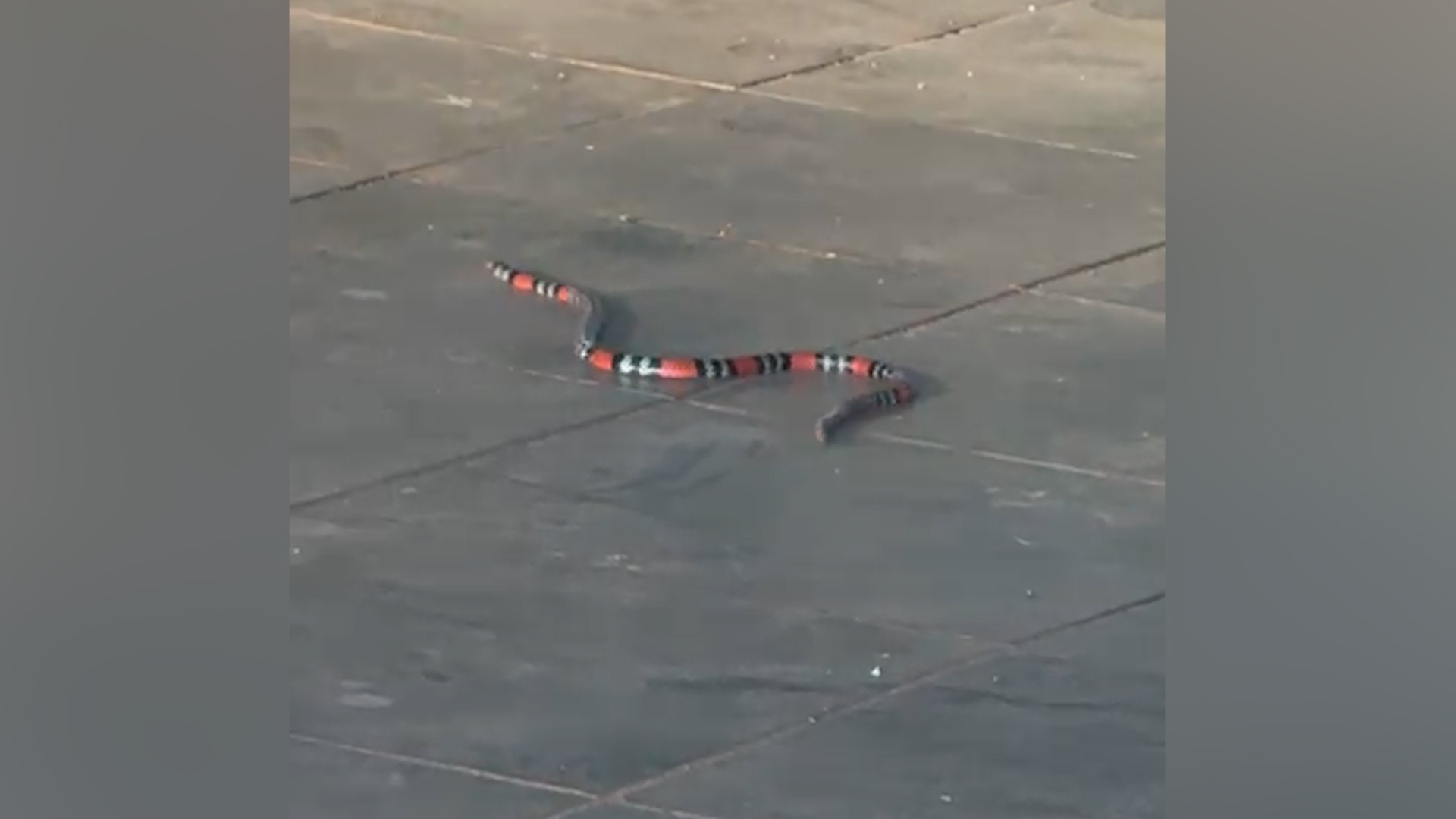 Bombeiros são acionados após surgimento de cobra coral no Recanto Tropical