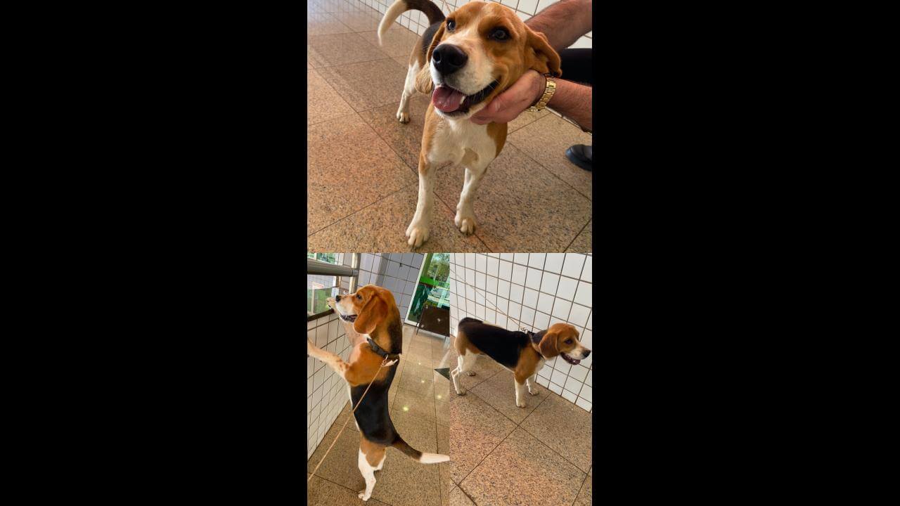 Cachorro é encontrado no bairro Pacaembu Cachorro é encontrado no bairro Pacaembu