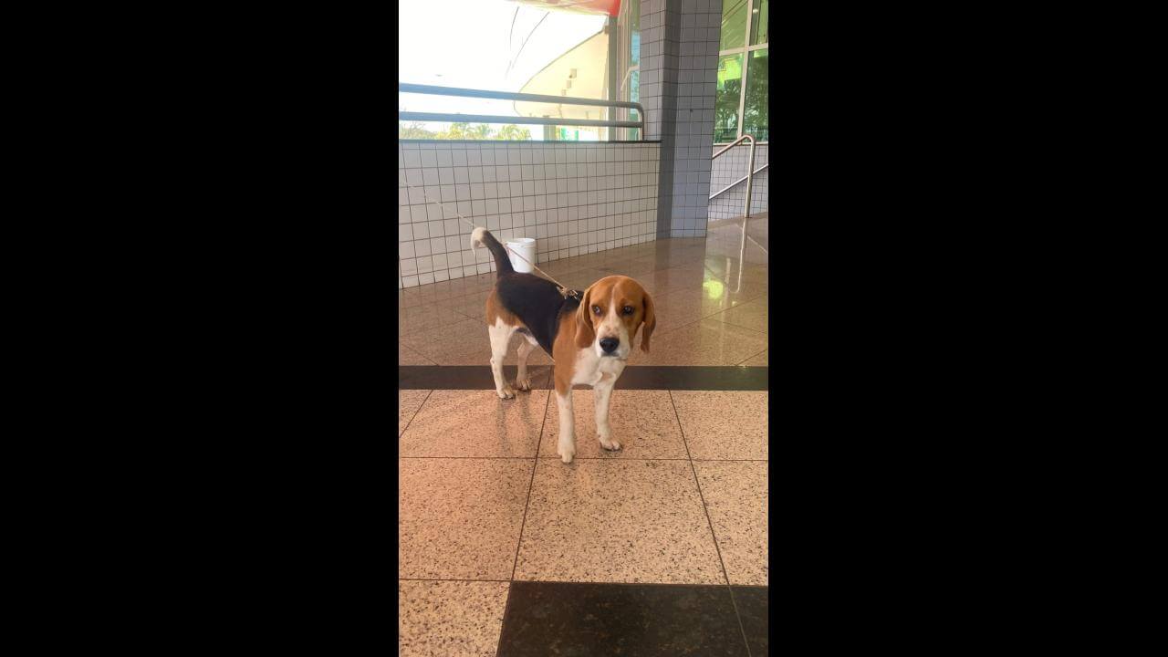 Cachorro é encontrado no bairro Pacaembu Cachorro é encontrado no bairro Pacaembu