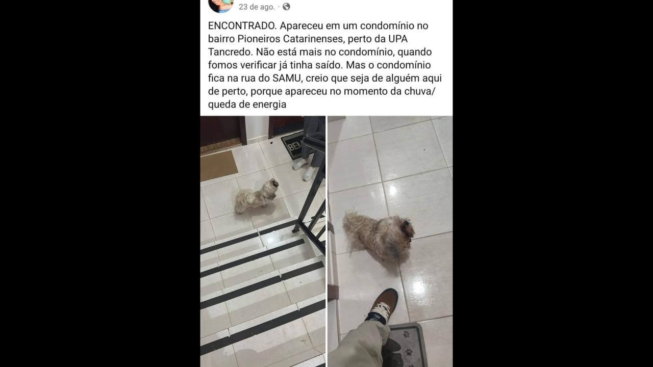 Cachorro Beilly desapareceu no bairro Pioneiros Catarinenses Cachorro Beilly desapareceu no bairro Pioneiros Catarinenses