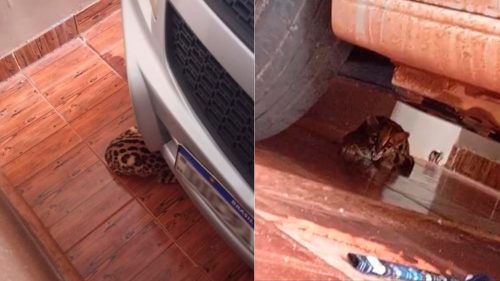 Felino silvestre invade residência em Nova Aurora e mobiliza IAT e Defesa Civil Imagem referente a Felino silvestre invade residência em Nova Aurora e mobiliza IAT e Defesa Civil