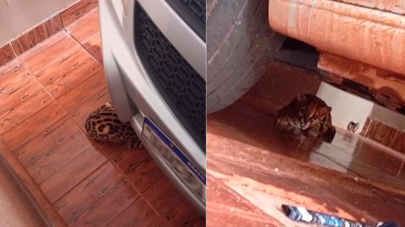 Felino silvestre invade residência em Nova Aurora e mobiliza IAT e Defesa Civil Felino silvestre invade residência em Nova Aurora e mobiliza IAT e Defesa Civil