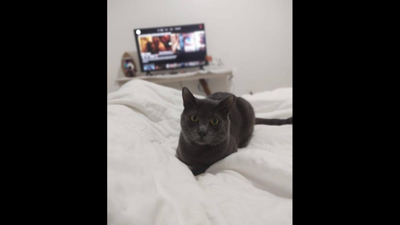 Gato Mimo desapareceu no bairro Santa Cruz Gato Mimo desapareceu no bairro Santa Cruz