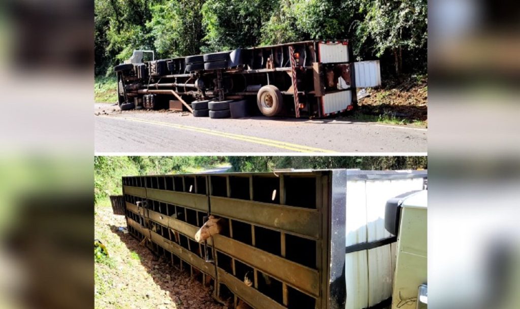 Caminhão carregado com cavalos tomba na PR-487 e deixa animais feridos