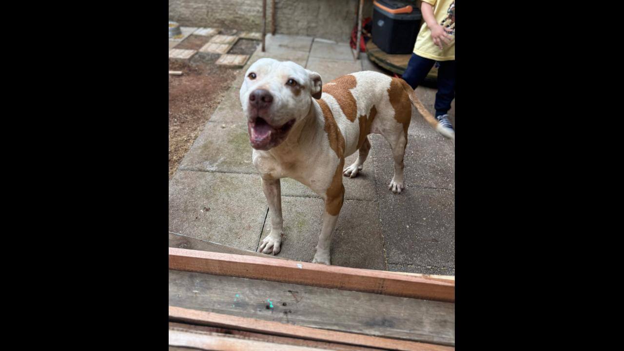 Cachorra é encontrada no bairro Santa Felicidade