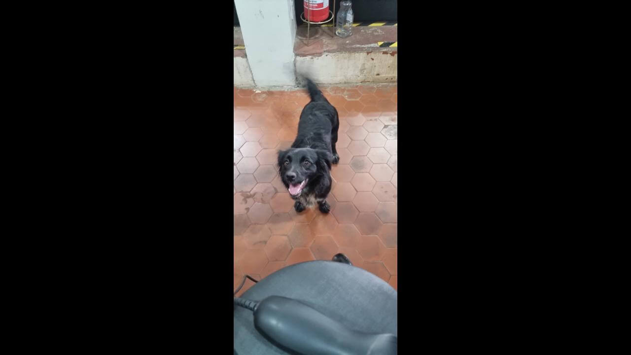 Cachorra é encontrada no bairro Centro