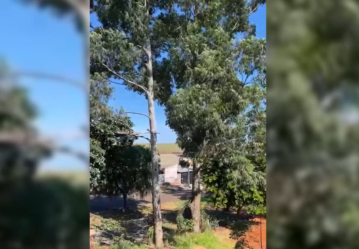 “Não durmo à noite com medo dessas árvores”, denuncia moradora