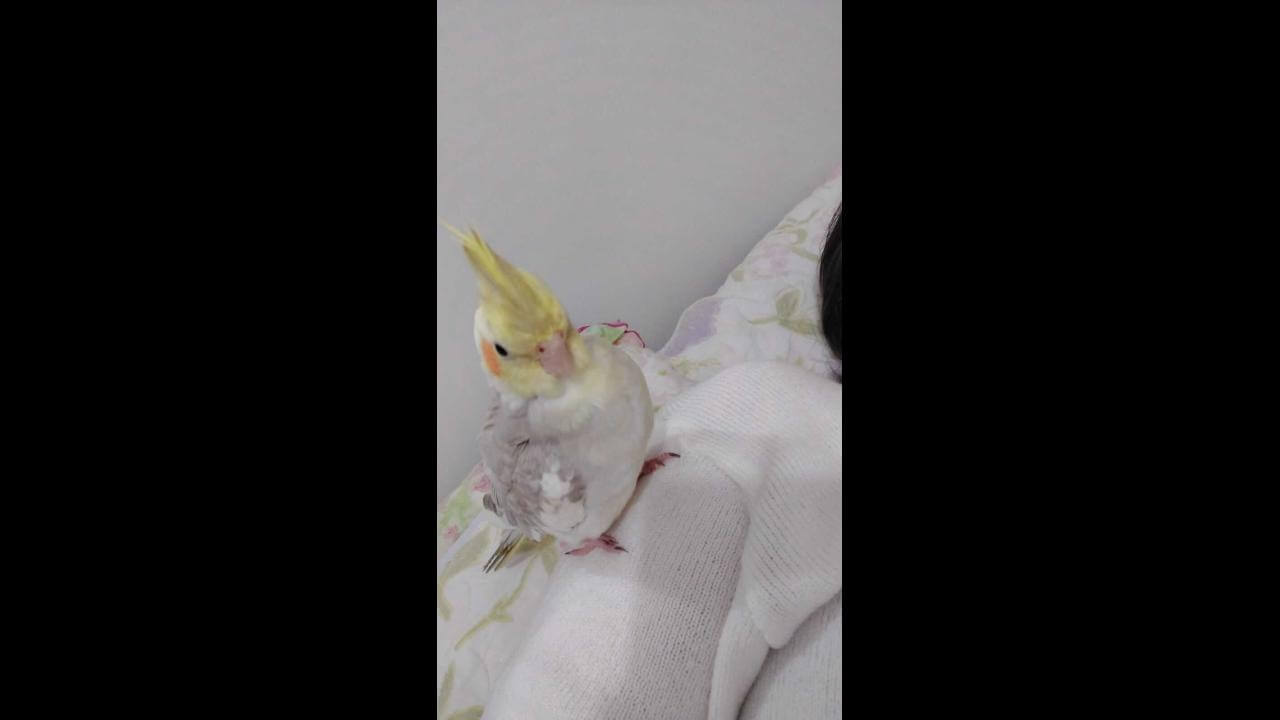 Calopsita Nick desapareceu no bairro Pacaembu, dona oferece recompensa para quem encontrar Calopsita Nick desapareceu no bairro Pacaembu, dona oferece recompensa para quem encontrar