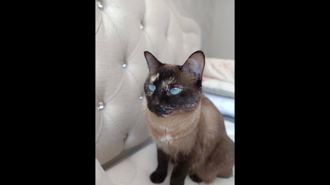 Gata Bibi desapareceu no bairro Pioneiros Catarinenses Gata Bibi desapareceu no bairro Pioneiros Catarinenses