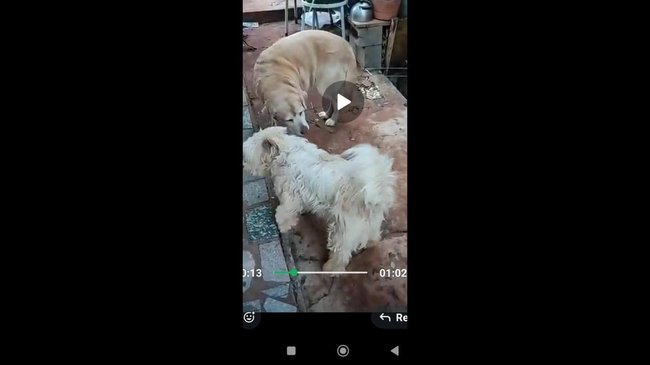 Cachorro Xuxu desapareceu no bairro Centro