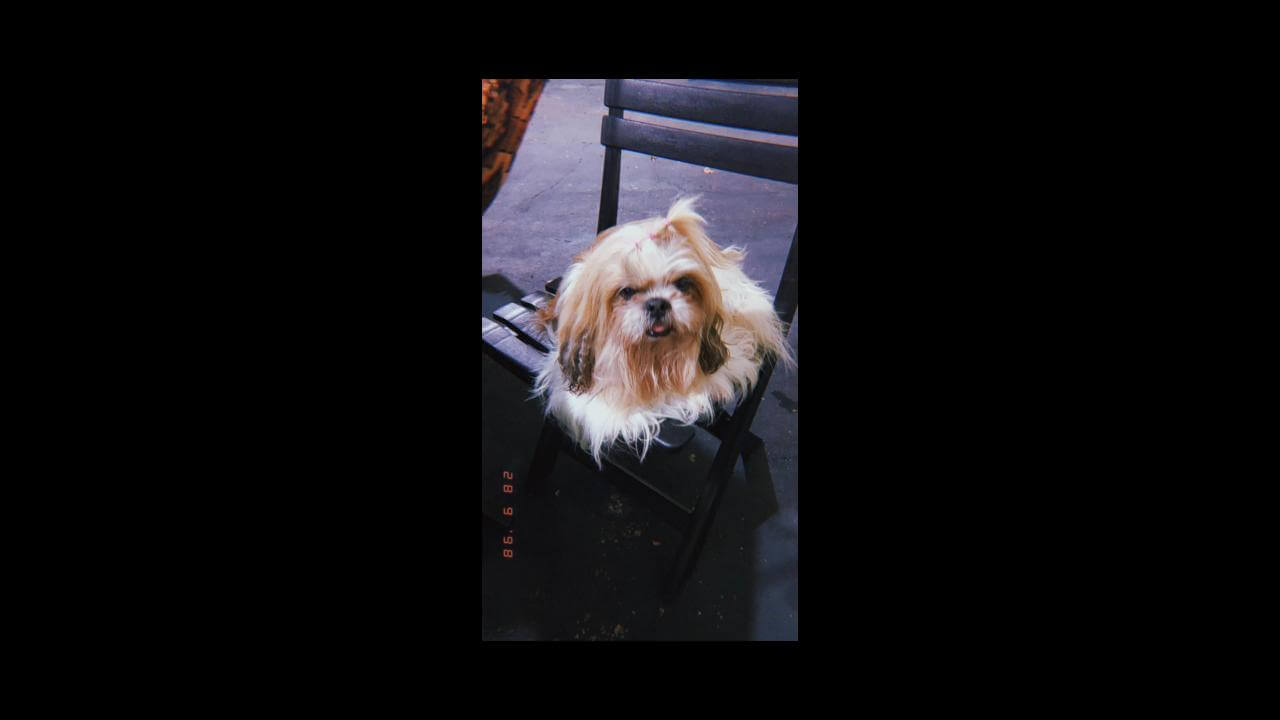 Cachorra Meg desapareceu no bairro 14 de Novembro
