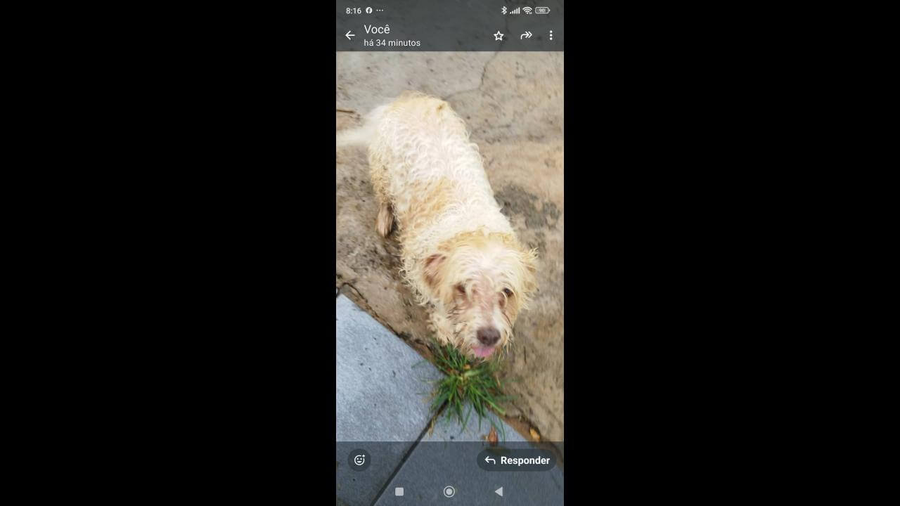 Cachorro Chumaço desapareceu no bairro Cancelli