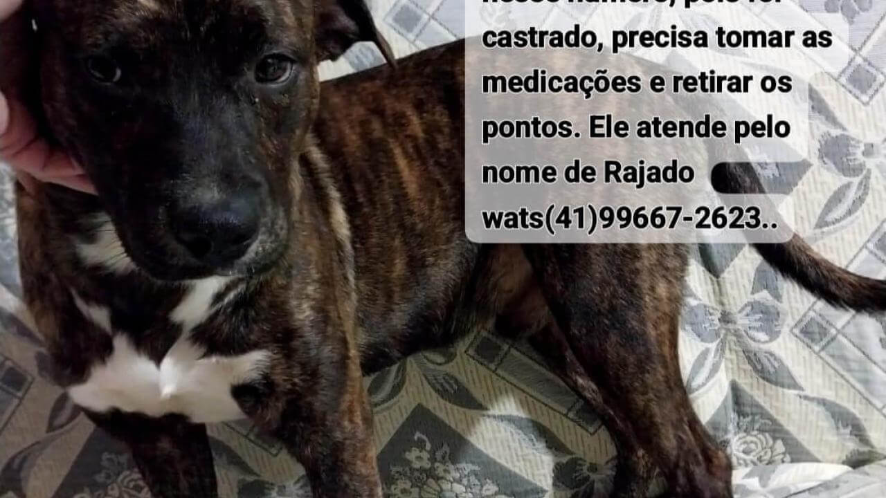Cachorro Rajado desapareceu no bairro Floresta