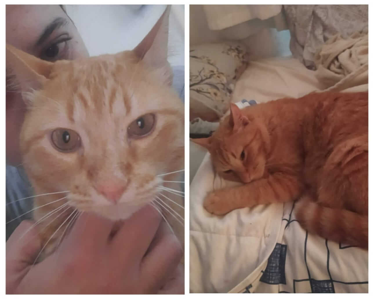 Gato Nando desapareceu no bairro Tarumã