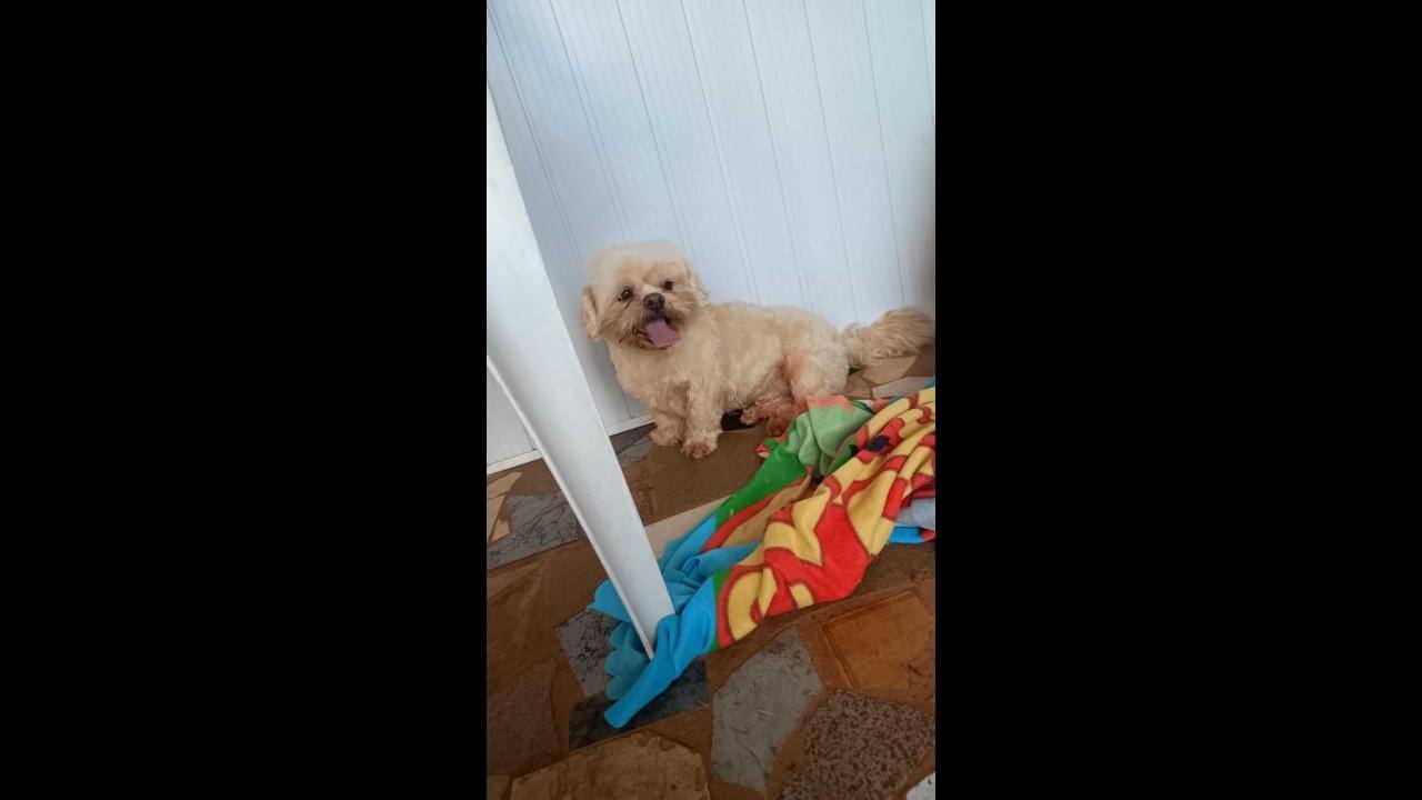 Cachorro Floki desapareceu no bairro Cancelli