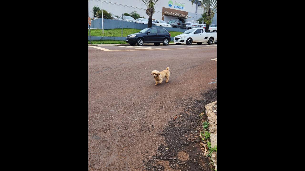Cachorro é encontrado no bairro Centro Cachorro é encontrado no bairro Centro