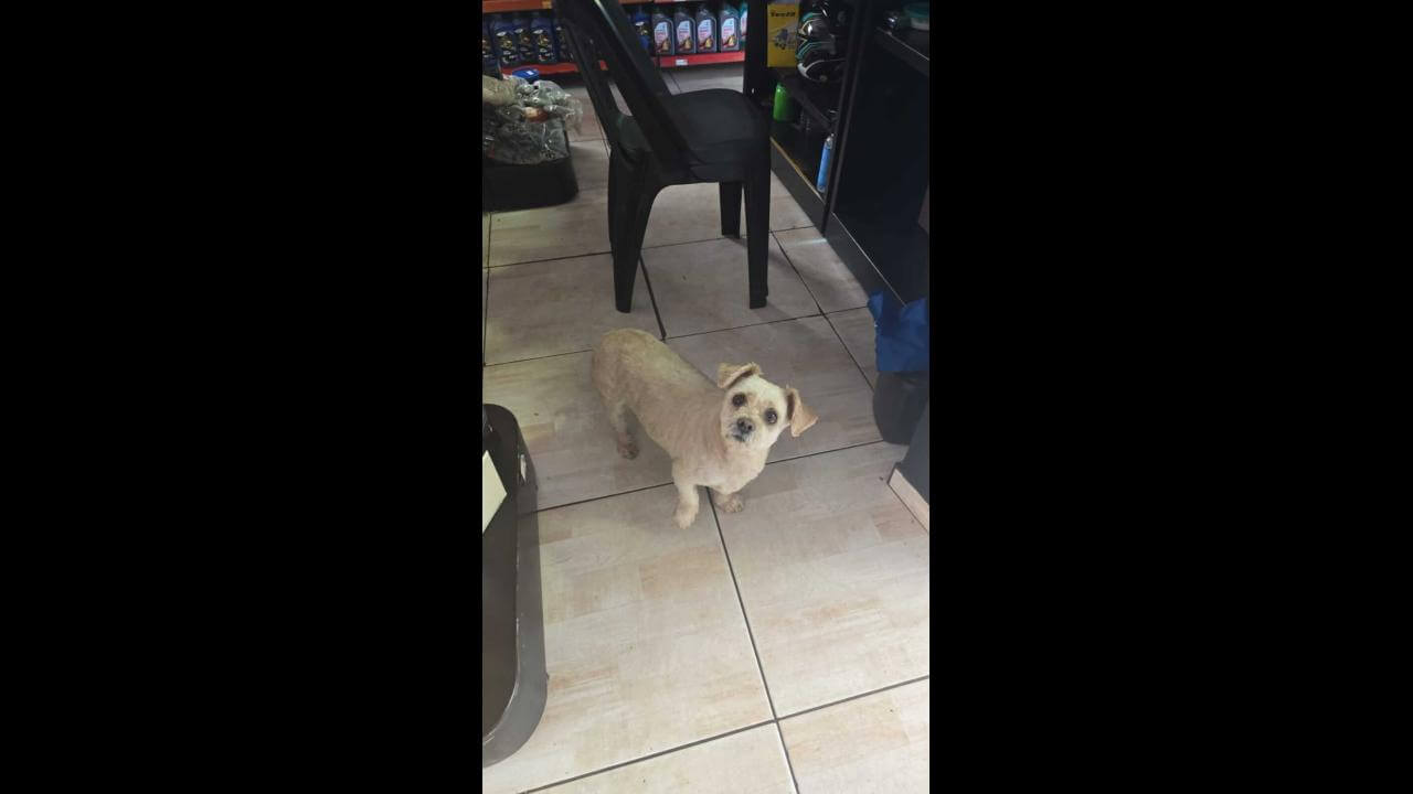 Cachorra é encontrada no bairro Periolo Cachorra é encontrada no bairro Periolo