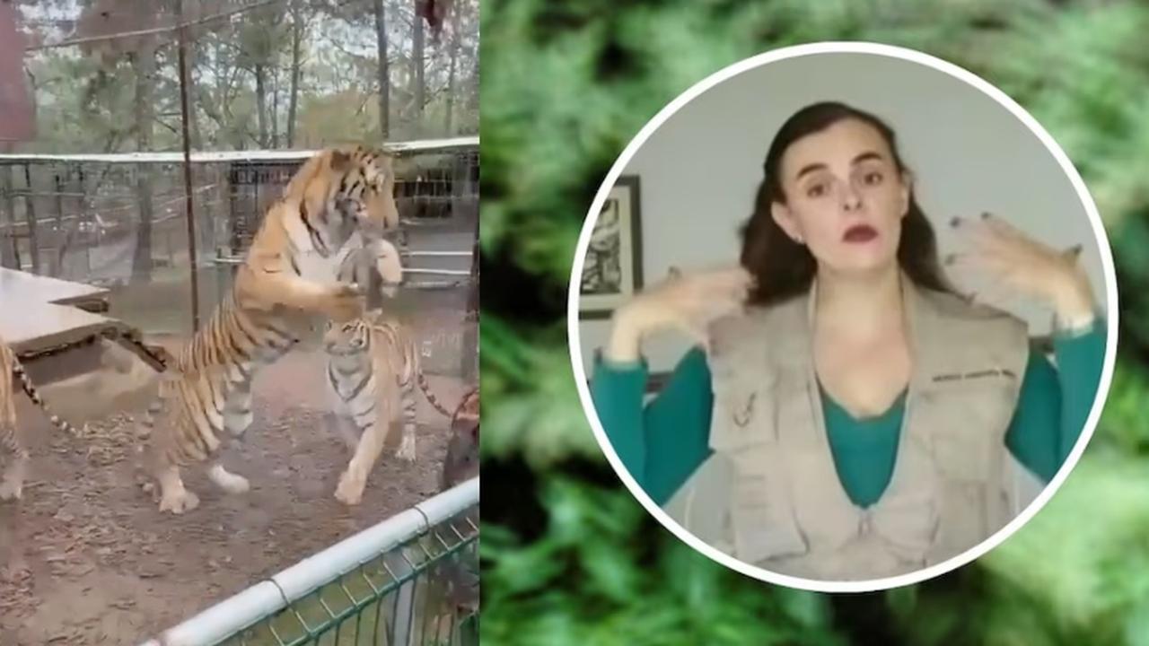 Terror no zoológico: veterinária se distrai e é atacada por tigre