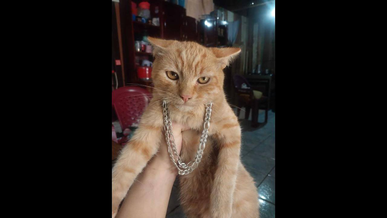 Gato Jamel desapareceu no bairro Morumbi Gato Jamel desapareceu no bairro Morumbi
